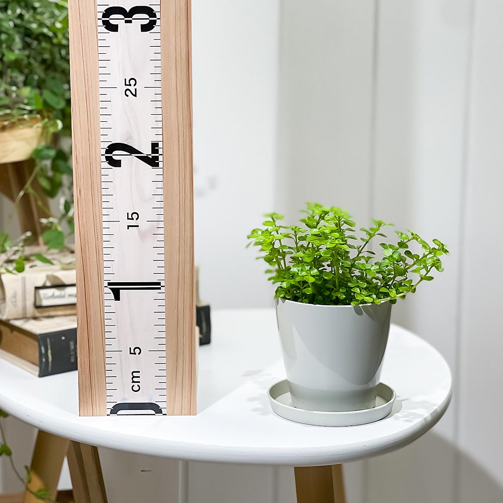 PLANCHU 観葉植物 ピレア ネクサスエデン 3.5号鉢 受け皿付き 育て方説明書付き PVP Pilea ‘Nexus Eden’