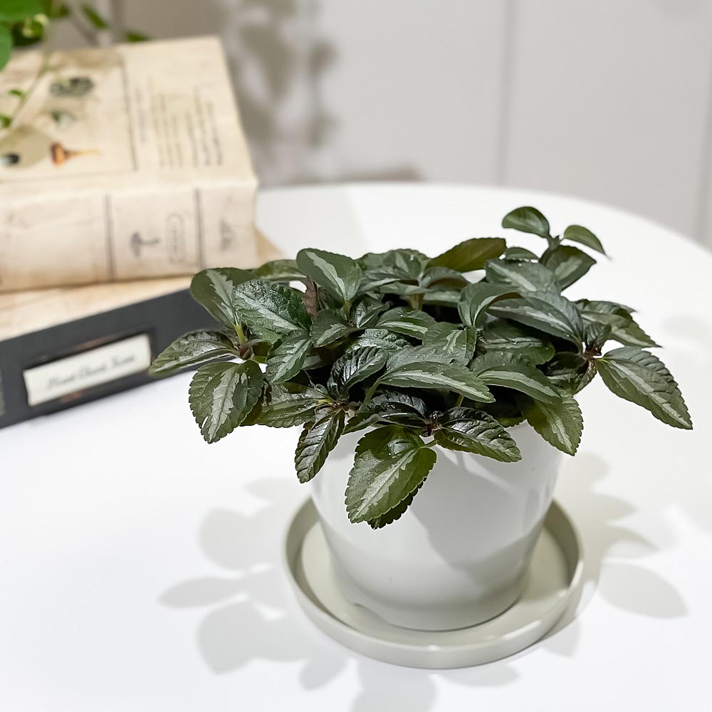 PLANCHU 観葉植物 ピレア ミレニアム 3.5号鉢 受け皿付き 育て方説明書付き Pilea ‘Millennium’