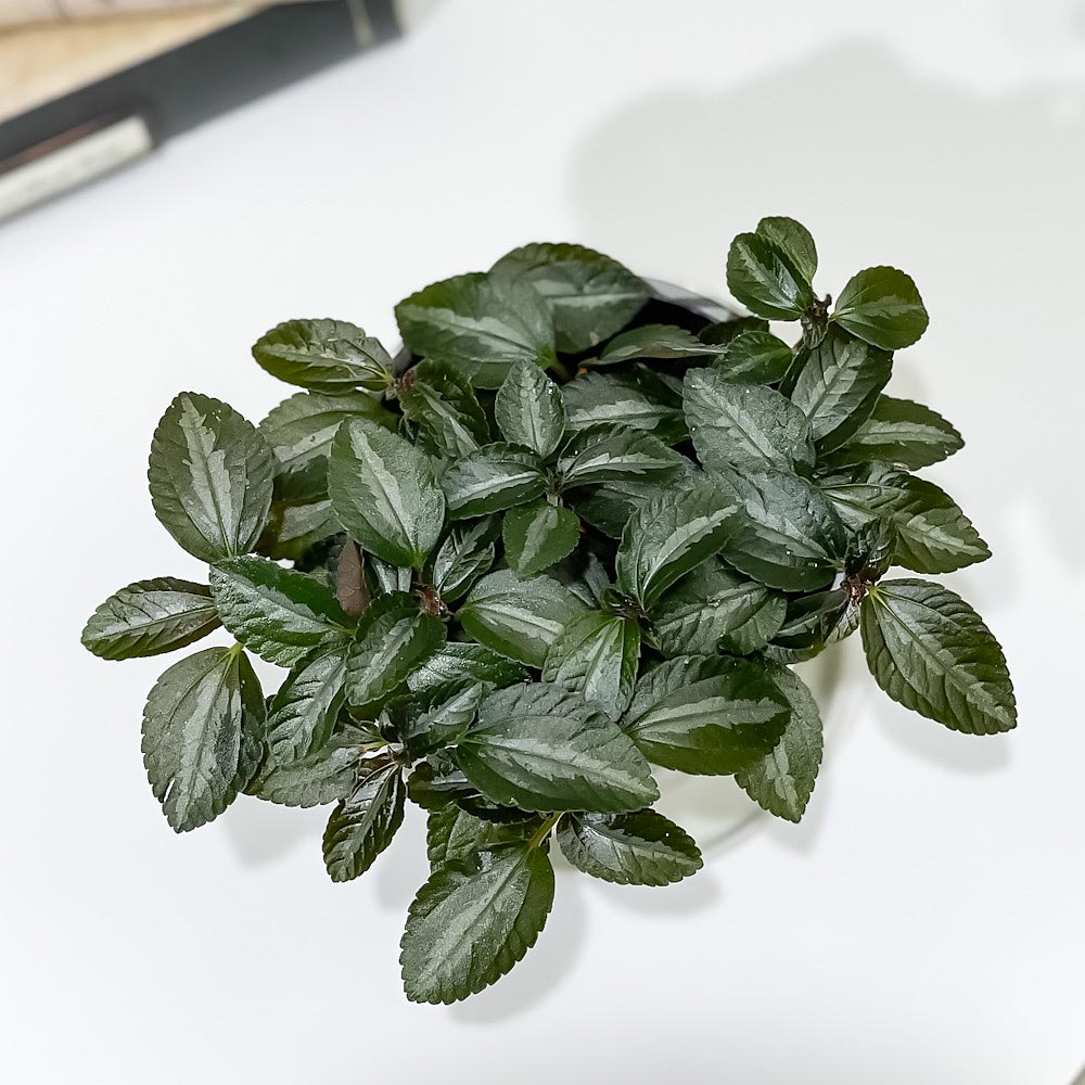 PLANCHU 観葉植物 ピレア ミレニアム 3.5号鉢 受け皿付き 育て方説明書付き Pilea ‘Millennium’