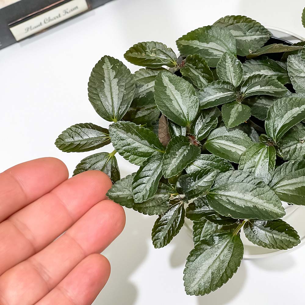 PLANCHU 観葉植物 ピレア ミレニアム 3.5号鉢 受け皿付き 育て方説明書付き Pilea ‘Millennium’