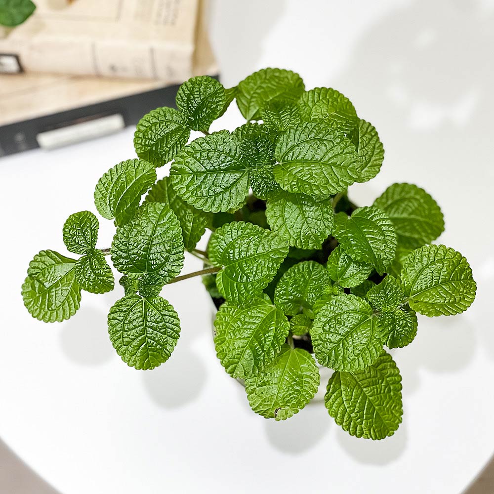 PLANCHU 観葉植物 ピレア ヌンムラリフォリア 3.5号鉢 受け皿付き 育て方説明書付き Pilea nummulariifolia