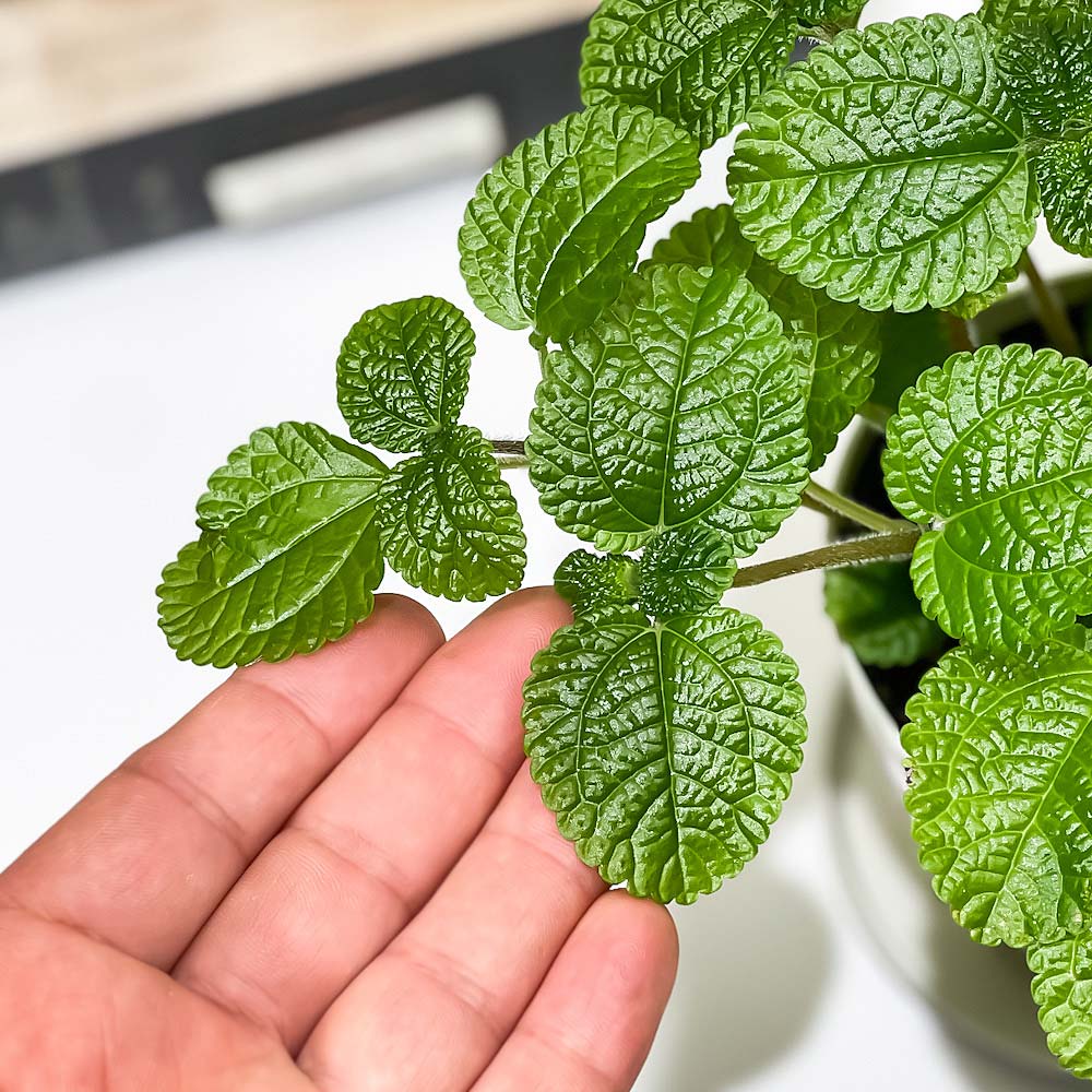 PLANCHU 観葉植物 ピレア ヌンムラリフォリア 3.5号鉢 受け皿付き 育て方説明書付き Pilea nummulariifolia