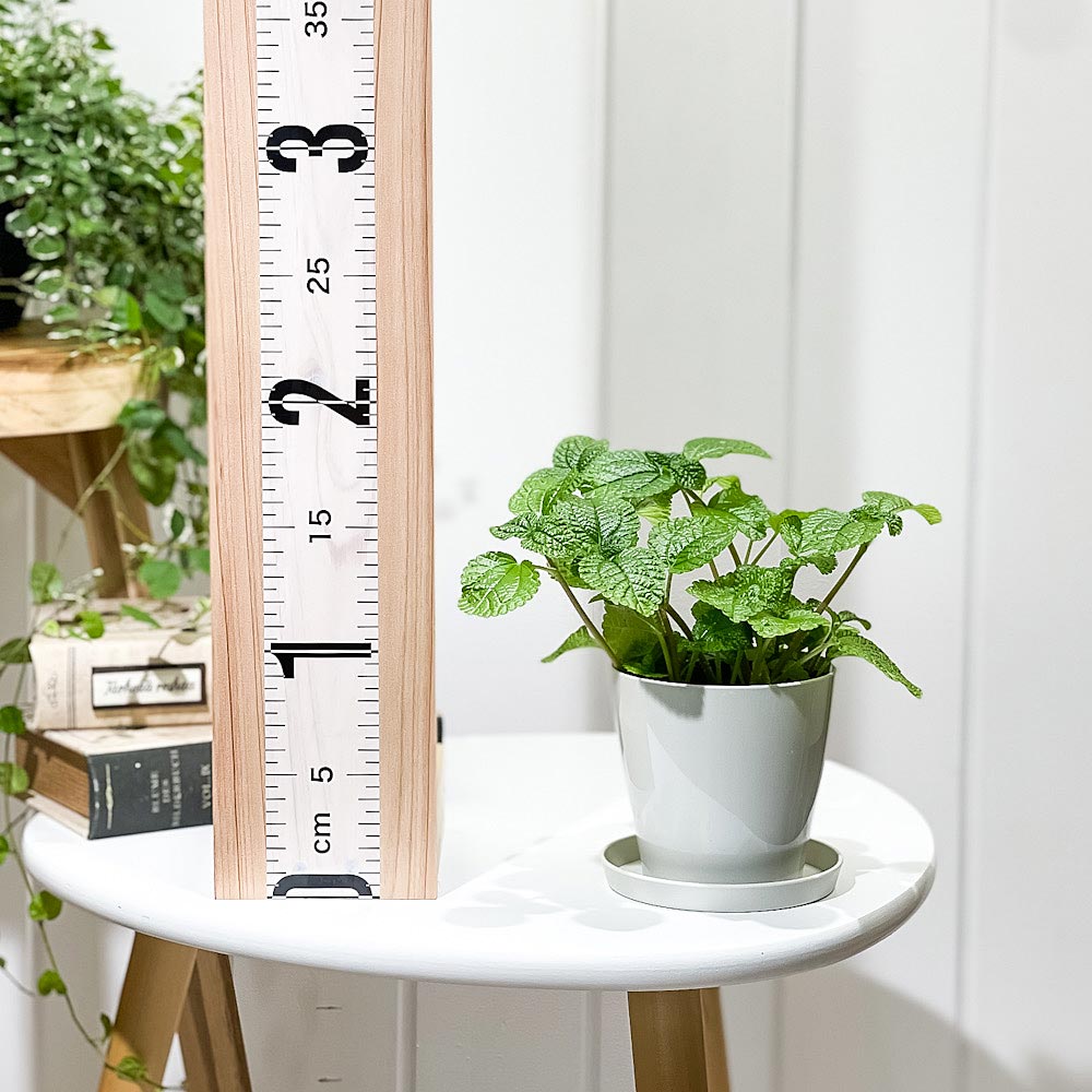 PLANCHU 観葉植物 ピレア ヌンムラリフォリア 3.5号鉢 受け皿付き 育て方説明書付き Pilea nummulariifolia