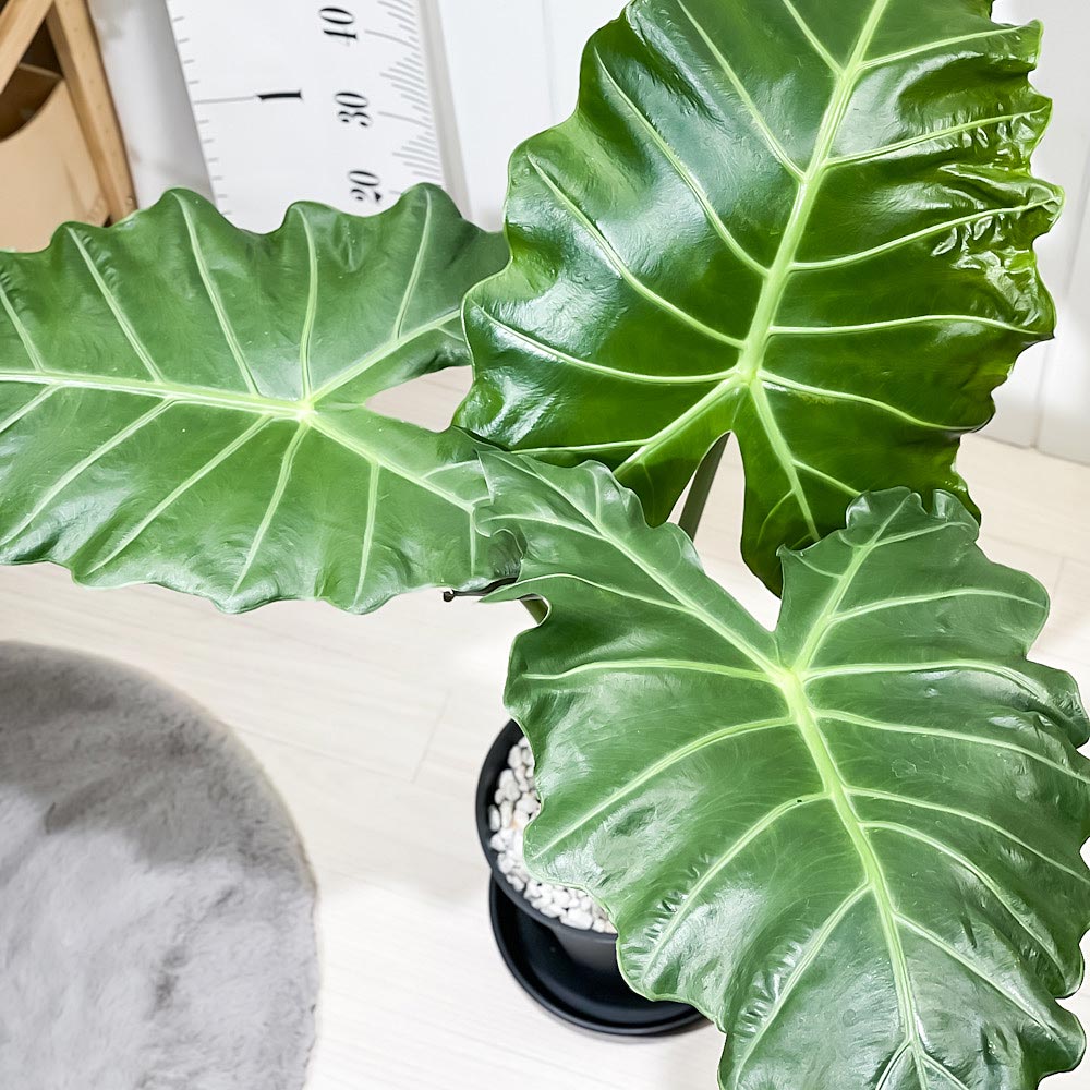 PLANCHU 観葉植物 アロカシア マヤマスク 7号スリット鉢 受け皿付き 育て方説明書付き Alocasia ‘Mayan Mask’ 象の耳 アロイド
