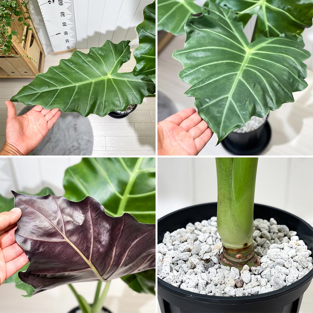 PLANCHU 観葉植物 アロカシア マヤマスク 7号スリット鉢 受け皿付き 育て方説明書付き Alocasia ‘Mayan Mask’ 象の耳 アロイド