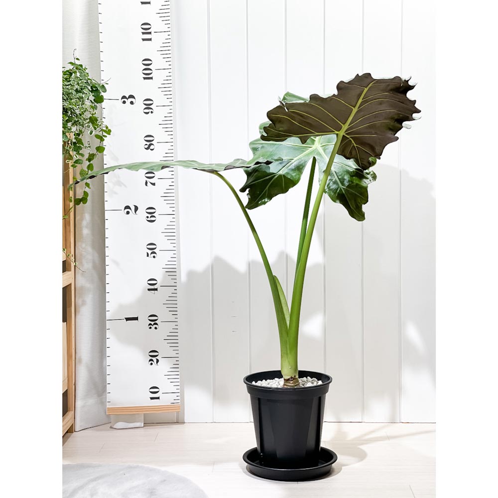 PLANCHU 観葉植物 アロカシア マヤマスク 7号スリット鉢 受け皿付き 育て方説明書付き Alocasia ‘Mayan Mask’ 象の耳 アロイド
