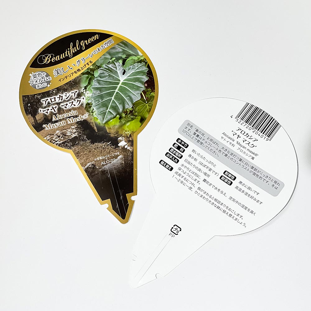 PLANCHU 観葉植物 アロカシア マヤマスク 7号スリット鉢 受け皿付き 育て方説明書付き Alocasia ‘Mayan Mask’ 象の耳 アロイド
