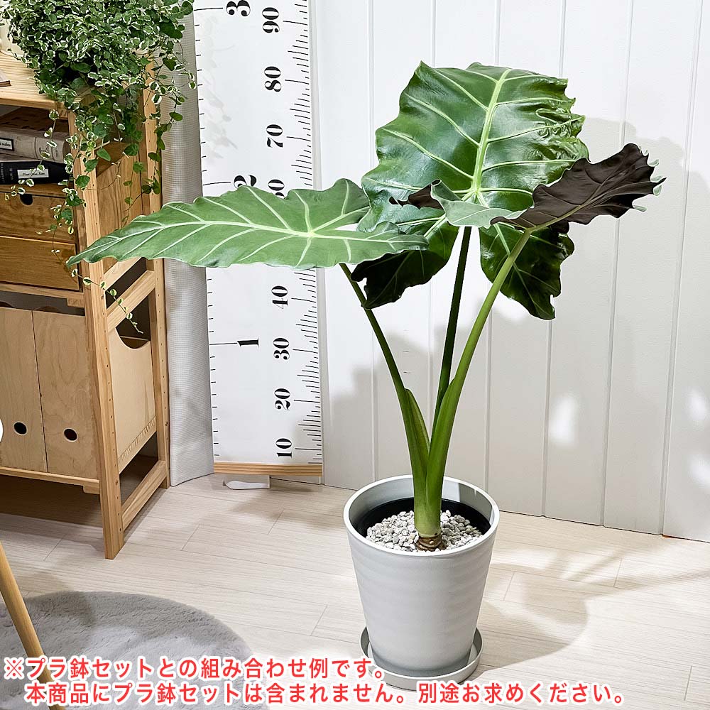 PLANCHU 観葉植物 アロカシア マヤマスク 7号スリット鉢 受け皿付き 育て方説明書付き Alocasia ‘Mayan Mask’ 象の耳 アロイド