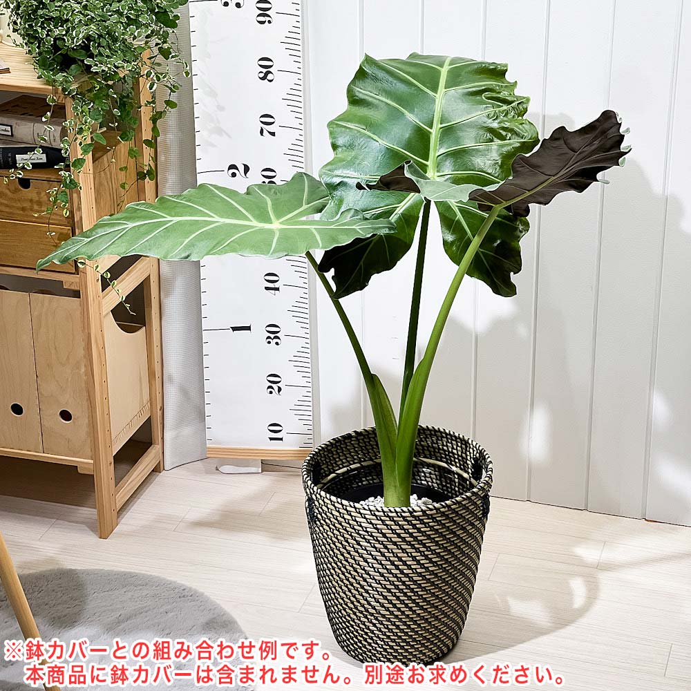PLANCHU 観葉植物 アロカシア マヤマスク 7号スリット鉢 受け皿付き 育て方説明書付き Alocasia ‘Mayan Mask’ 象の耳 アロイド