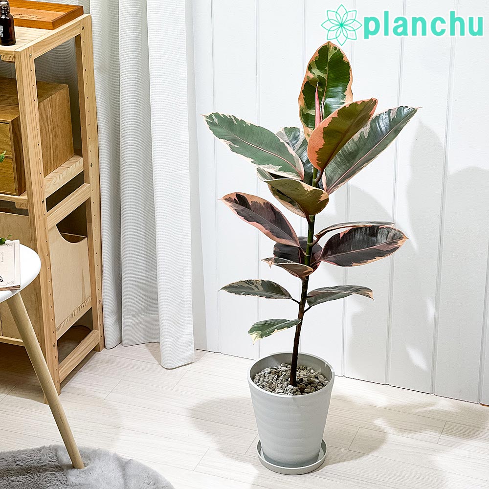 PLANCHU 観葉植物 フィカス ルビー ストレート 6号鉢 受け皿付き 育て方説明書付き Ficus elastica ‘Ruby’ ゴムノキ ゴムの木 インドゴムノキ