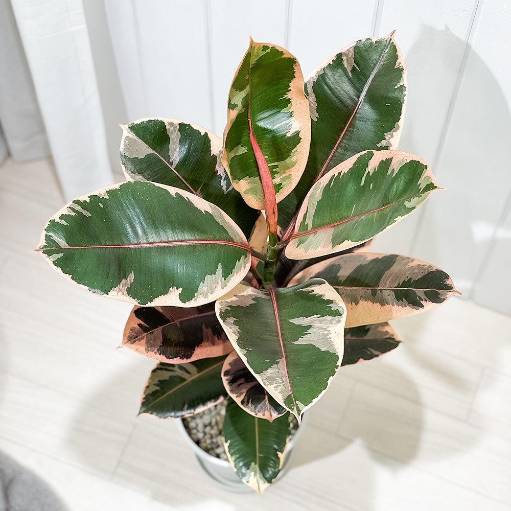PLANCHU 観葉植物 フィカス ルビー ストレート 6号鉢 受け皿付き 育て方説明書付き Ficus elastica ‘Ruby’ ゴムノキ ゴムの木 インドゴムノキ