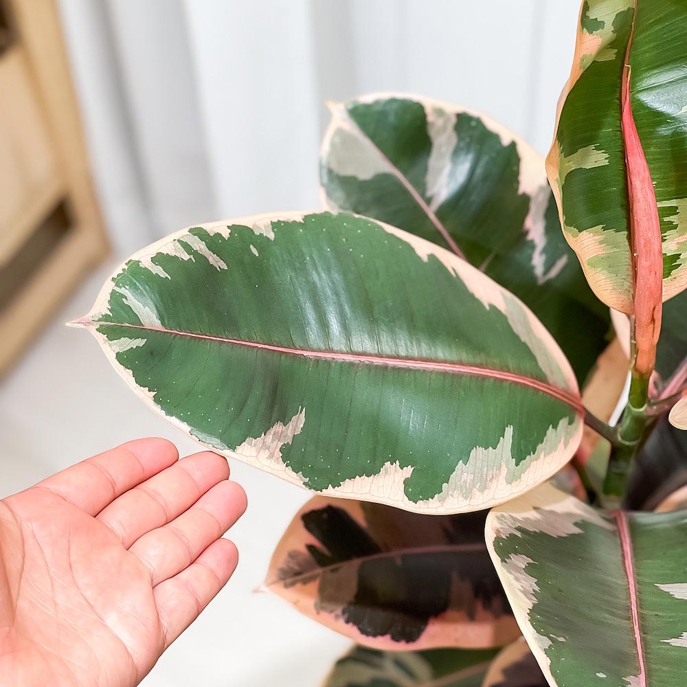 PLANCHU 観葉植物 フィカス ルビー ストレート 6号鉢 受け皿付き 育て方説明書付き Ficus elastica ‘Ruby’ ゴムノキ ゴムの木 インドゴムノキ