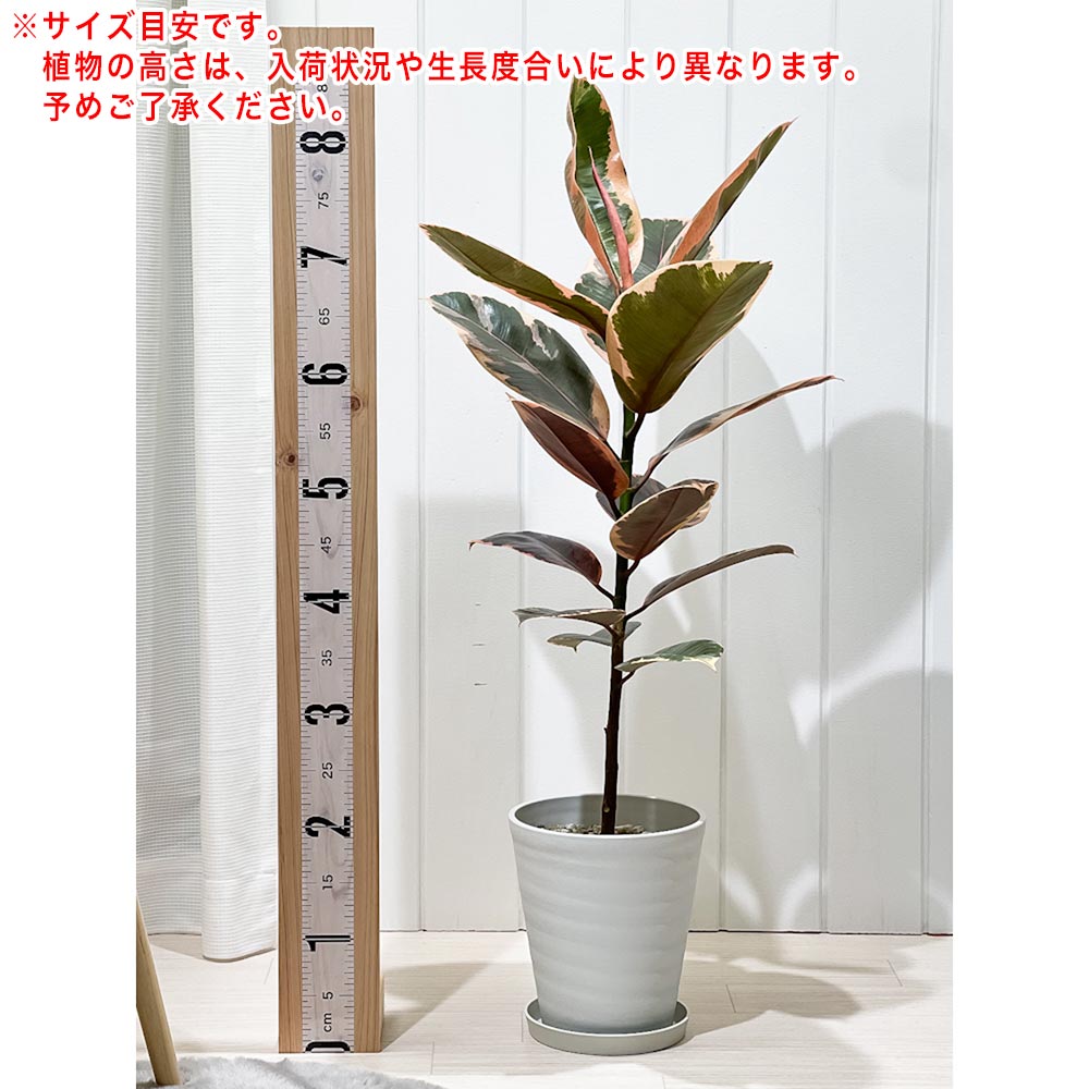 PLANCHU 観葉植物 フィカス ルビー ストレート 6号鉢 受け皿付き 育て方説明書付き Ficus elastica ‘Ruby’ ゴムノキ ゴムの木 インドゴムノキ