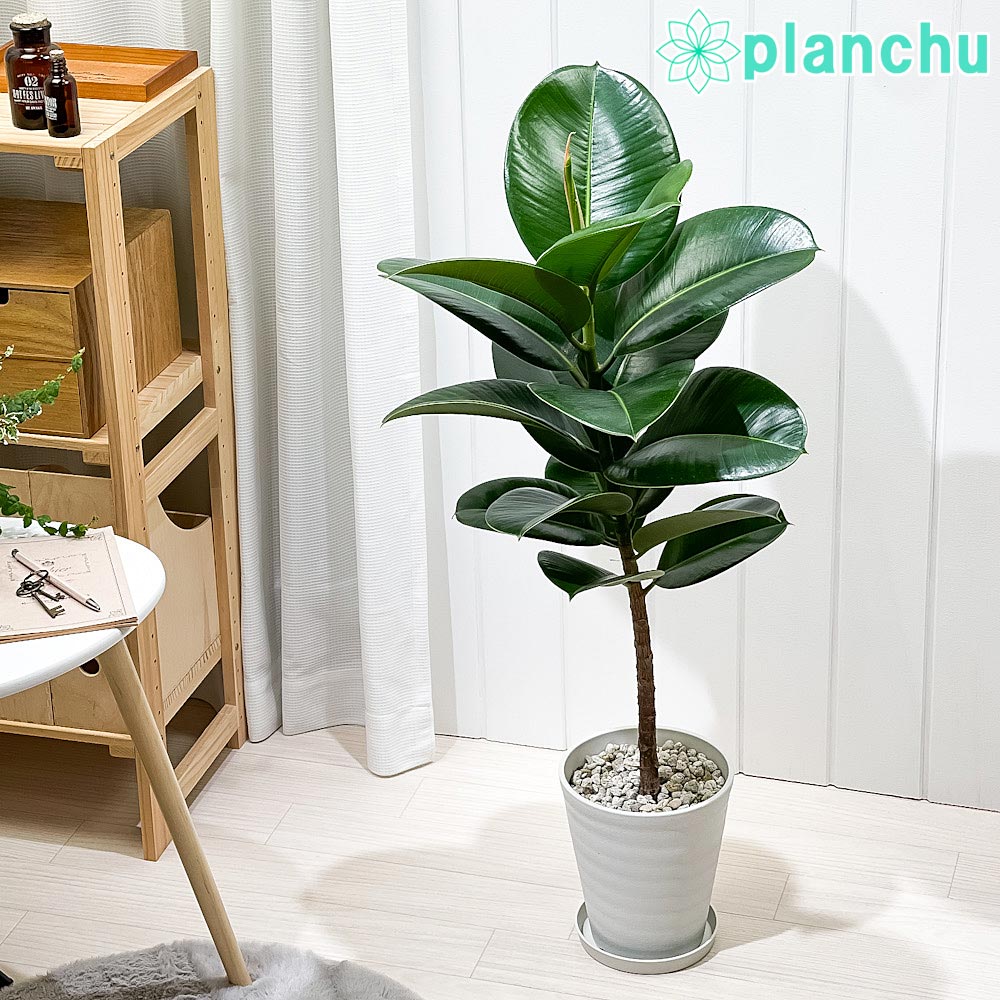 PLANCHU 観葉植物 フィカス ソフィア ストレート 6号鉢 受け皿付き 育て方説明書付き Ficus elastica ‘Sofia’ ゴムノキ ゴムの木 インドゴムノキ