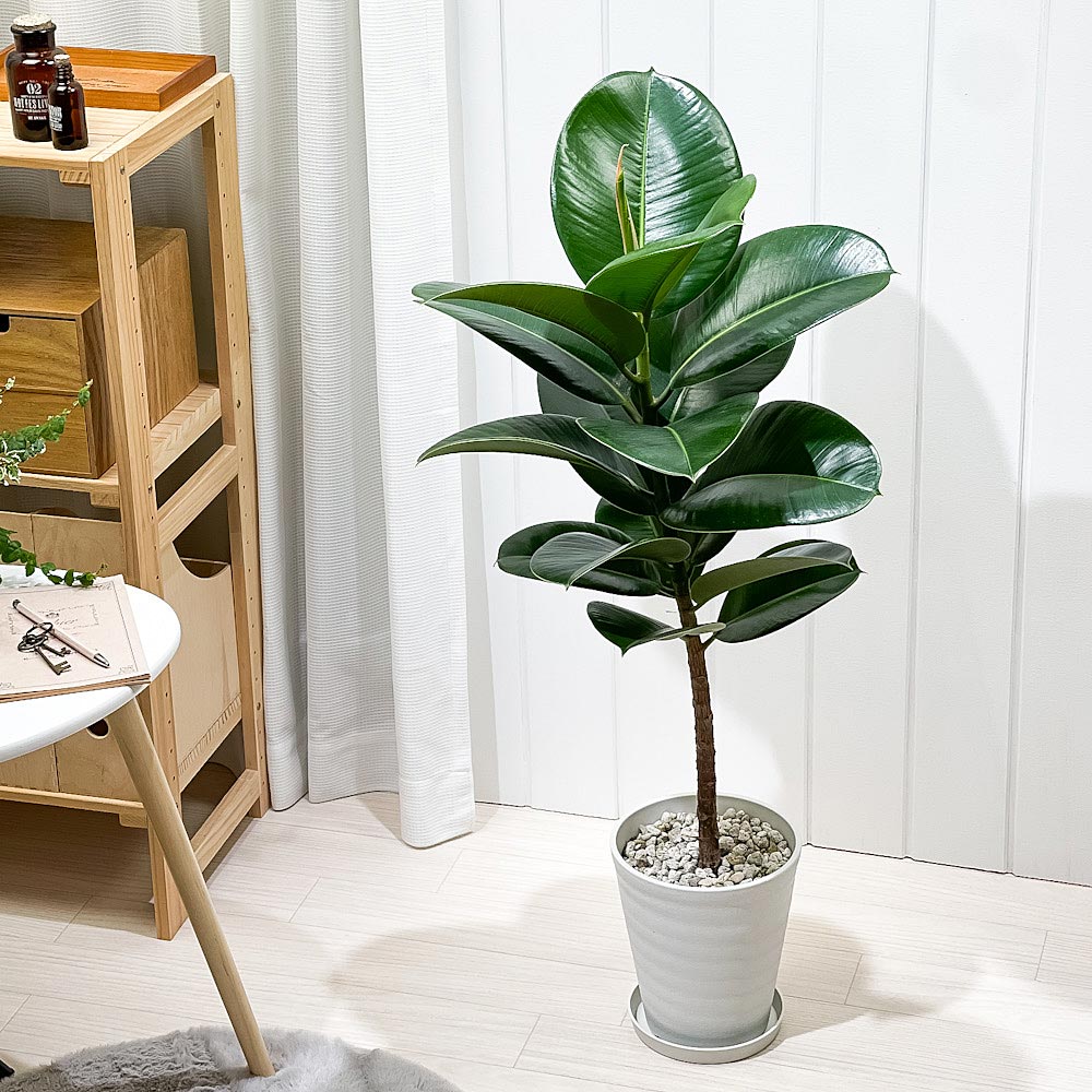 PLANCHU 観葉植物 フィカス ソフィア ストレート 6号鉢 受け皿付き 育て方説明書付き Ficus elastica ‘Sofia’ ゴムノキ ゴムの木 インドゴムノキ