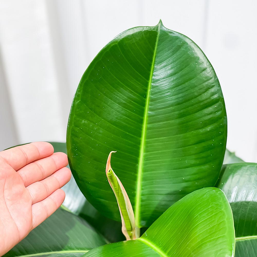 PLANCHU 観葉植物 フィカス ソフィア ストレート 6号鉢 受け皿付き 育て方説明書付き Ficus elastica ‘Sofia’ ゴムノキ ゴムの木 インドゴムノキ