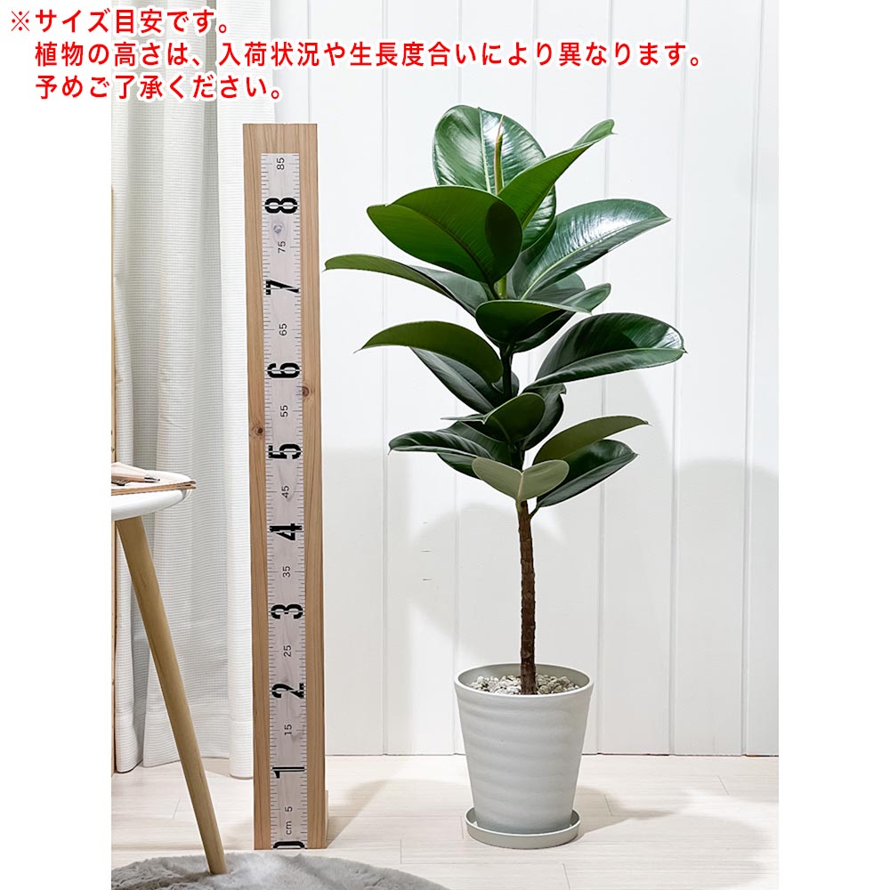 PLANCHU 観葉植物 フィカス ソフィア ストレート 6号鉢 受け皿付き 育て方説明書付き Ficus elastica ‘Sofia’ ゴムノキ ゴムの木 インドゴムノキ