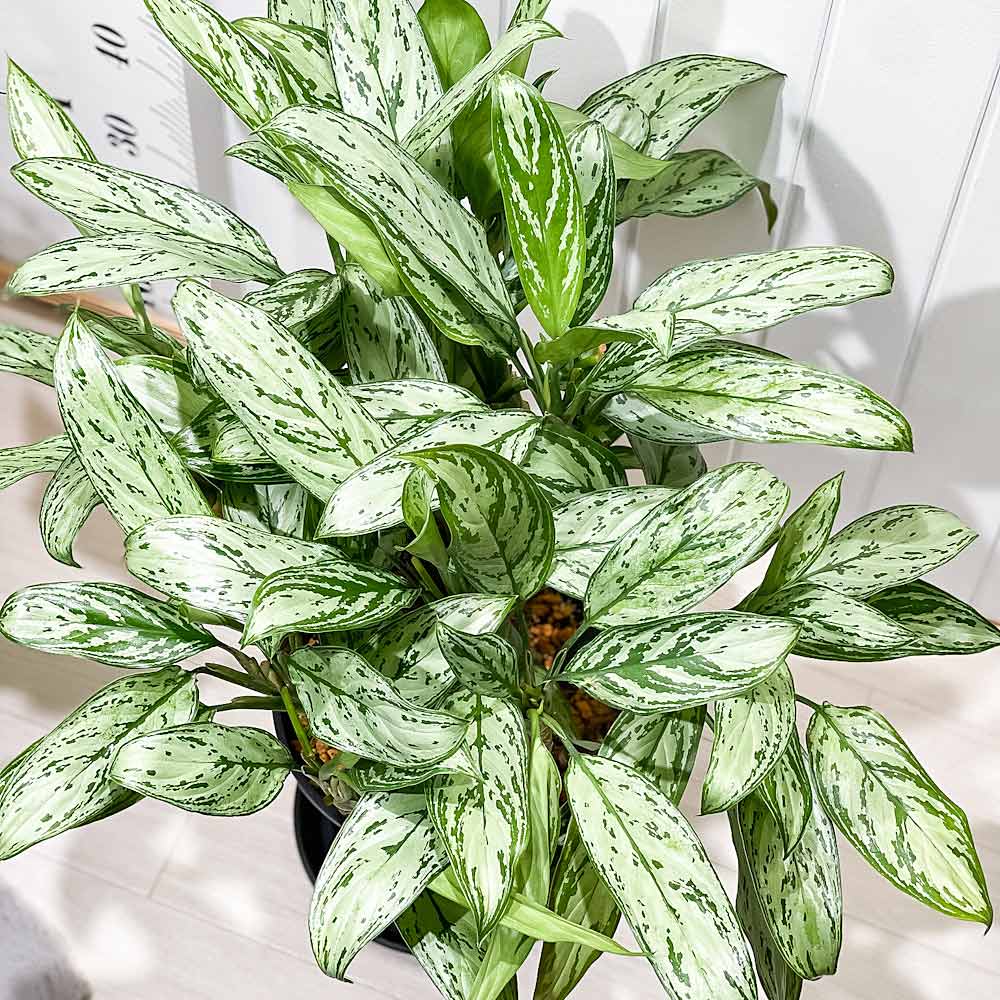 PLANCHU 観葉植物 アグラオネマ シルバークイーン 8号スリット鉢 受け皿付き 育て方説明書付き Aglaonema ‘Silver Queen’ 幸せを招くタイの宝石 アロイド 大株 大鉢 充実株