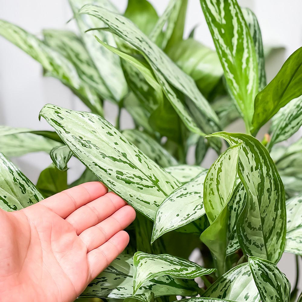 PLANCHU 観葉植物 アグラオネマ シルバークイーン 8号スリット鉢 受け皿付き 育て方説明書付き Aglaonema ‘Silver Queen’ 幸せを招くタイの宝石 アロイド 大株 大鉢 充実株