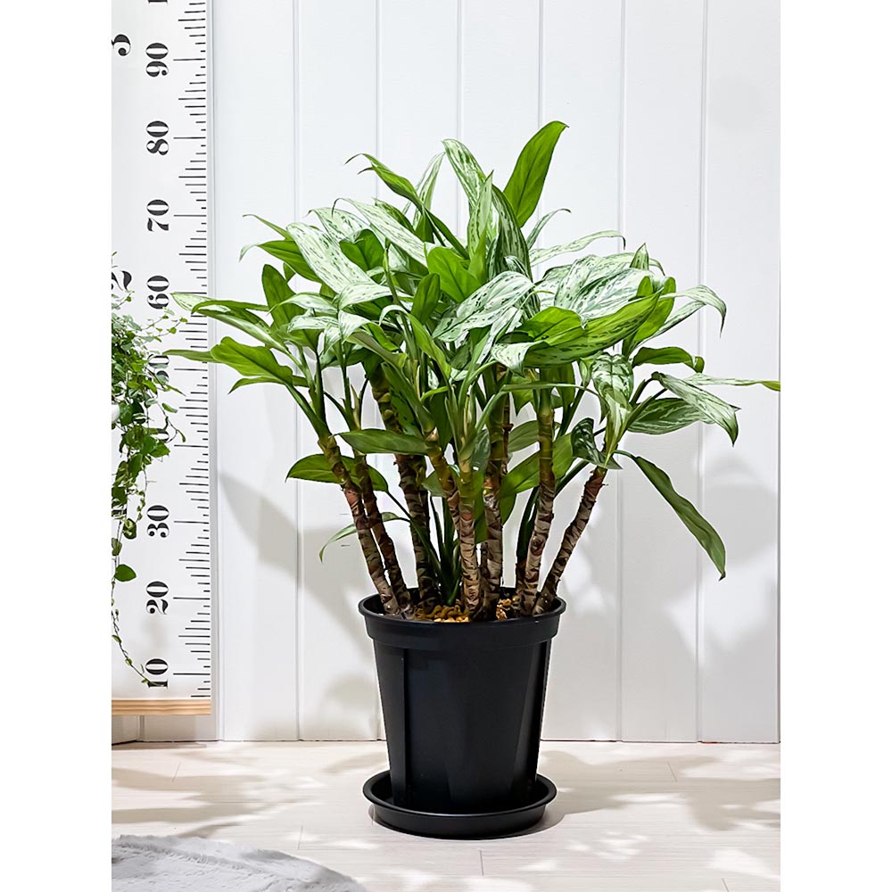 PLANCHU 観葉植物 アグラオネマ シルバークイーン 8号スリット鉢 受け皿付き 育て方説明書付き Aglaonema ‘Silver Queen’ 幸せを招くタイの宝石 アロイド 大株 大鉢 充実株