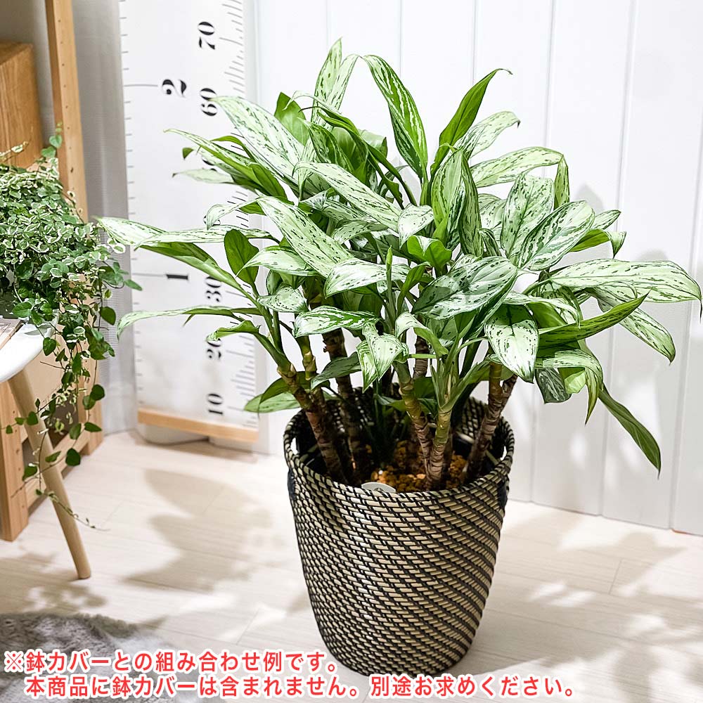 PLANCHU 観葉植物 アグラオネマ シルバークイーン 8号スリット鉢 受け皿付き 育て方説明書付き Aglaonema ‘Silver Queen’ 幸せを招くタイの宝石 アロイド 大株 大鉢 充実株