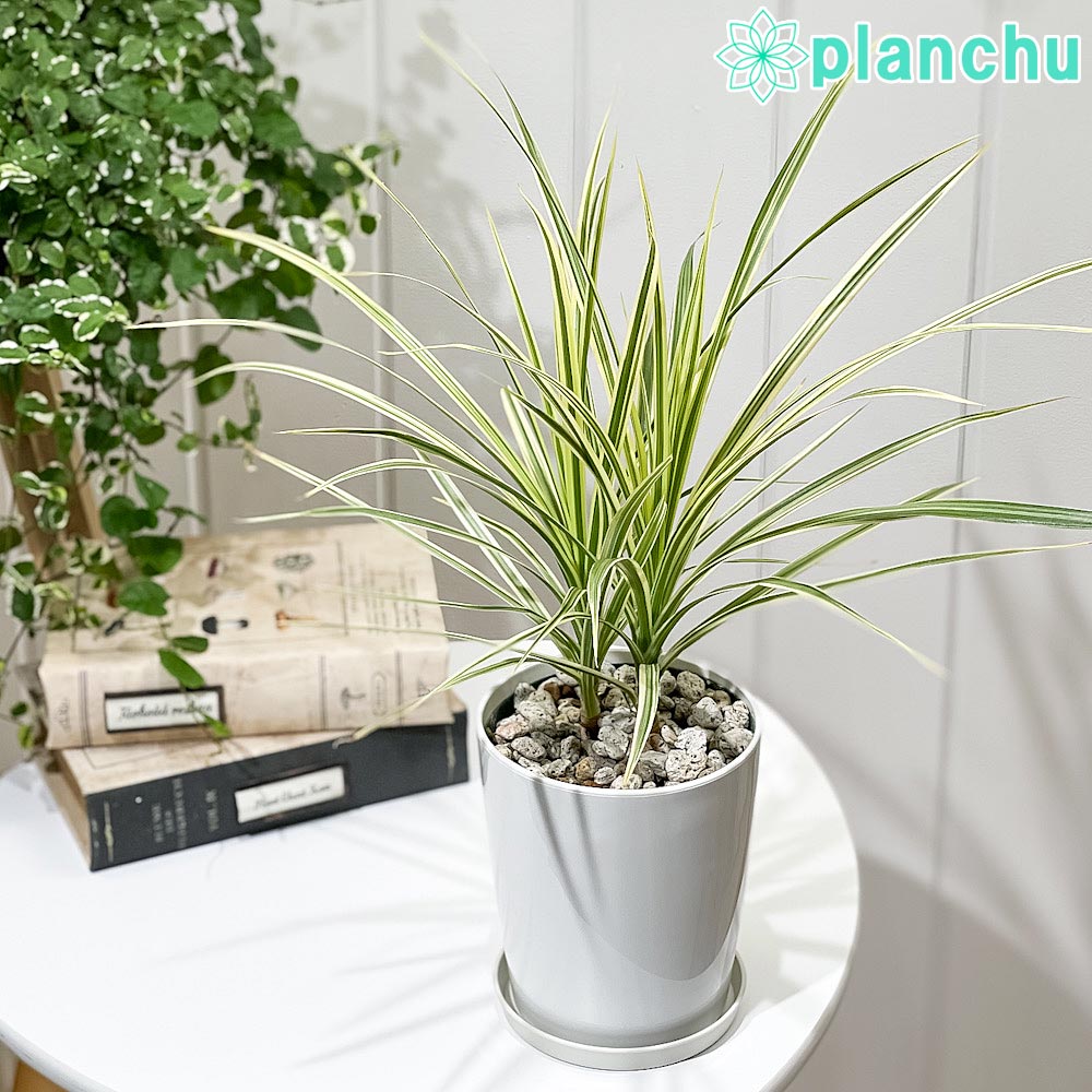 PLANCHU 観葉植物 ドラセナ マルギナータ ホワイトボリー 4号鉢 受け皿