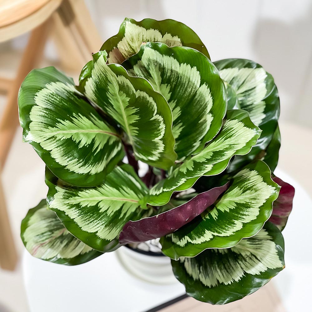 PLANCHU 観葉植物 カラテア メダリオン V2 5号鉢 受け皿付き 育て方説明書付き Calathea roseopicta ‘Medallion V2’