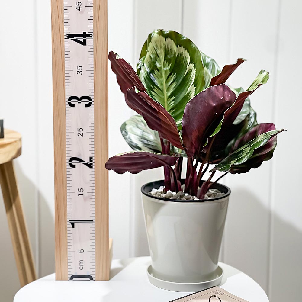 PLANCHU 観葉植物 カラテア メダリオン V2 5号鉢 受け皿付き 育て方説明書付き Calathea roseopicta ‘Medallion V2’