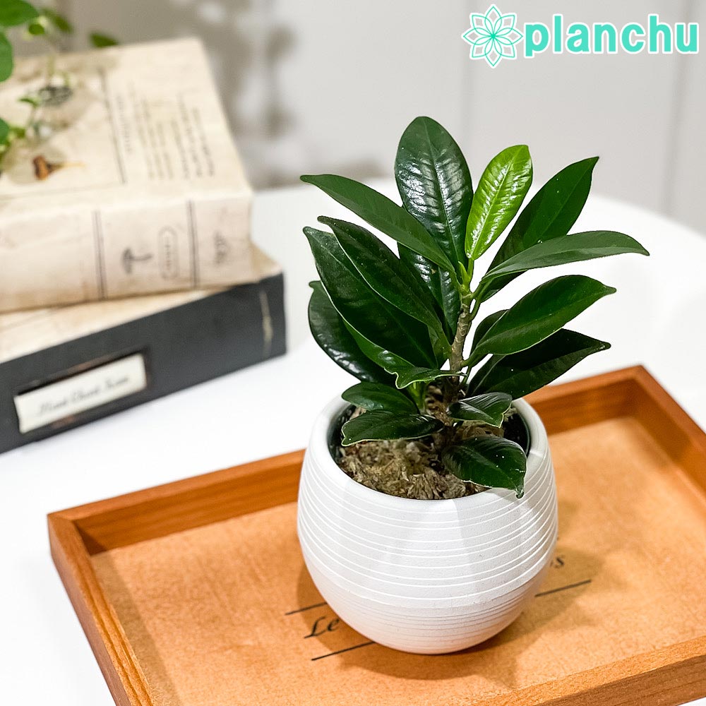 PLANCHU 観葉植物 ガジュマル ベビーリーフ 3号丸鉢 受け皿付き 育て方