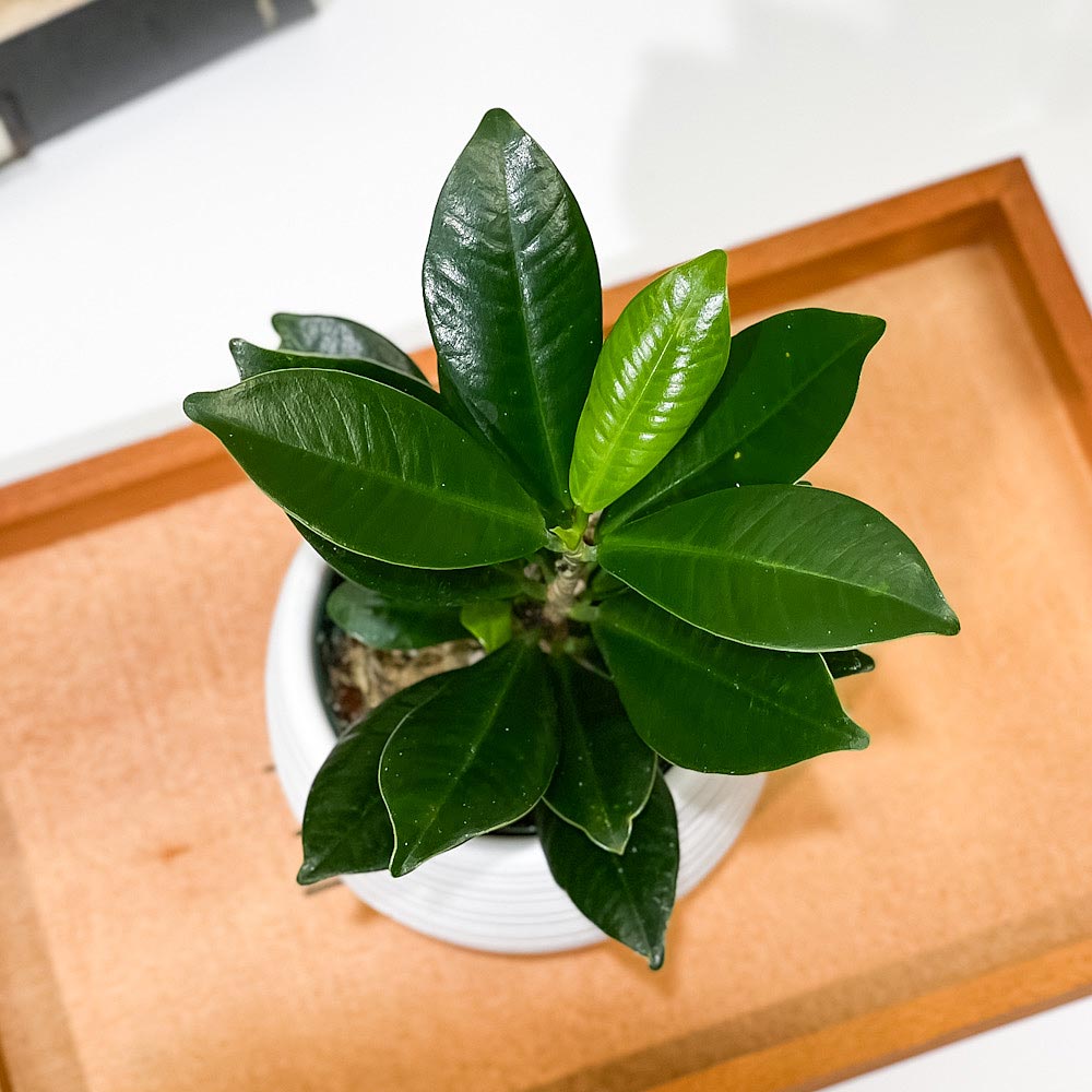 PLANCHU 観葉植物 ガジュマル ベビーリーフ 3号丸鉢 受け皿付き 育て方説明書付き フィカス 矮性ガジュマル ゴムノキ ゴムの木