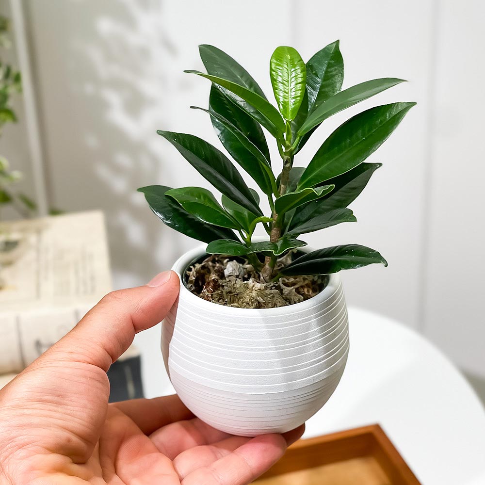 PLANCHU 観葉植物 ガジュマル ベビーリーフ 3号丸鉢 受け皿付き 育て方説明書付き フィカス 矮性ガジュマル ゴムノキ ゴムの木