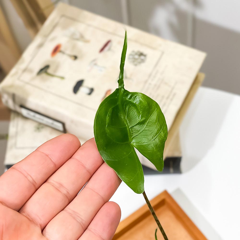 PLANCHU 観葉植物 アロカシア スティングレイ 3号丸鉢 受け皿付き 育て方説明書付き Alocasia macrorrhizos ‘Stingray’ アロイド