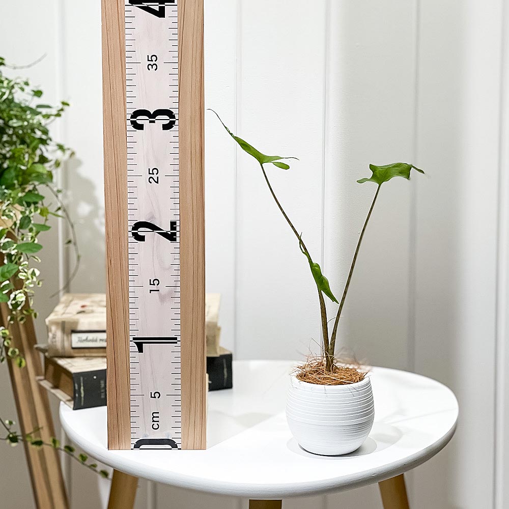 PLANCHU 観葉植物 アロカシア スティングレイ 3号丸鉢 受け皿付き 育て方説明書付き Alocasia macrorrhizos ‘Stingray’ アロイド