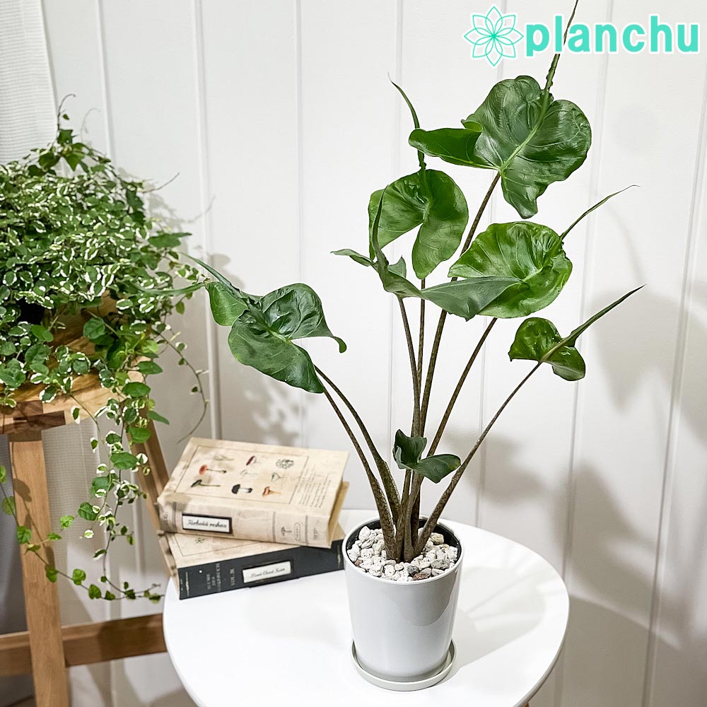 PLANCHU 観葉植物 アロカシア スティングレイ 4号鉢 受け皿付き 育て方説明書付き Alocasia macrorrhizos ‘Stingray’ アロイド