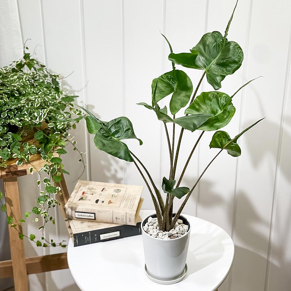 PLANCHU 観葉植物 アロカシア スティングレイ 4号鉢 受け皿付き 育て方説明書付き Alocasia macrorrhizos ‘Stingray’ アロイド