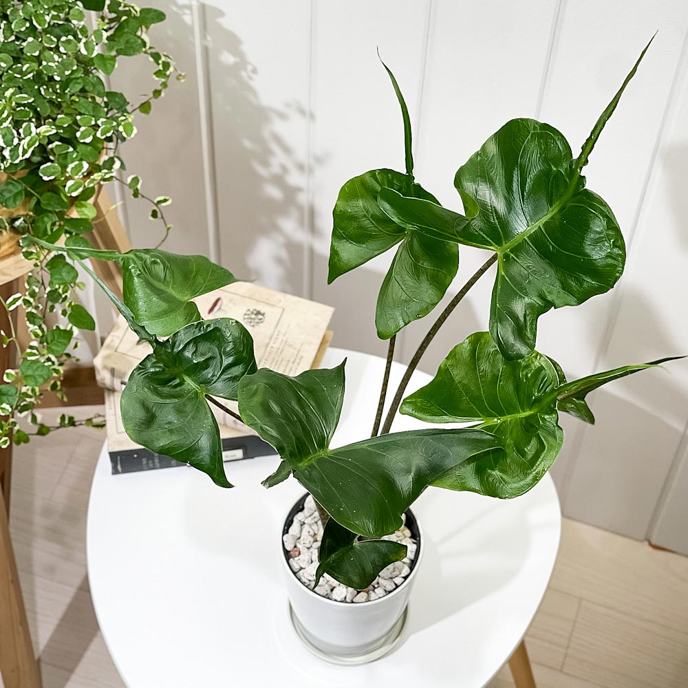 PLANCHU 観葉植物 アロカシア スティングレイ 4号鉢 受け皿付き 育て方説明書付き Alocasia macrorrhizos ‘Stingray’ アロイド