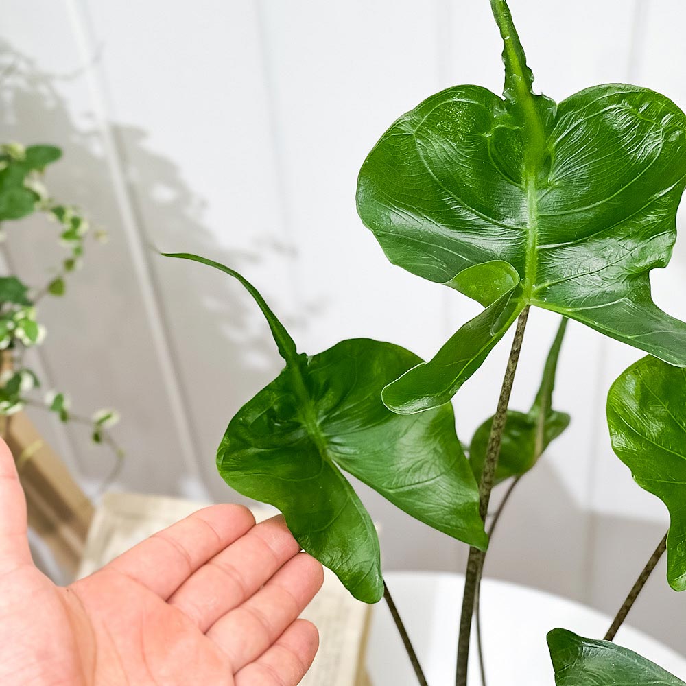 PLANCHU 観葉植物 アロカシア スティングレイ 4号鉢 受け皿付き 育て方説明書付き Alocasia macrorrhizos ‘Stingray’ アロイド
