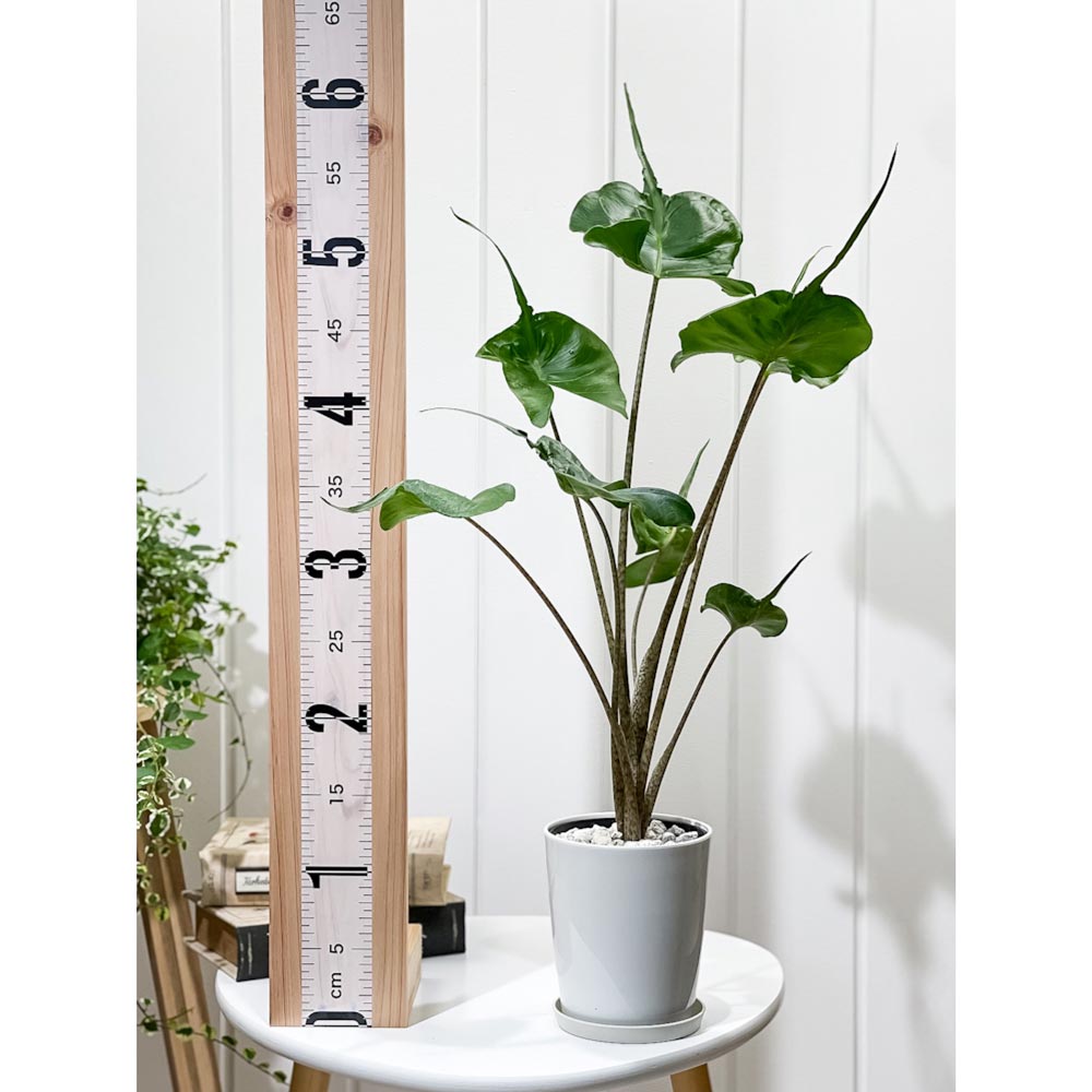 PLANCHU 観葉植物 アロカシア スティングレイ 4号鉢 受け皿付き 育て方説明書付き Alocasia macrorrhizos ‘Stingray’ アロイド