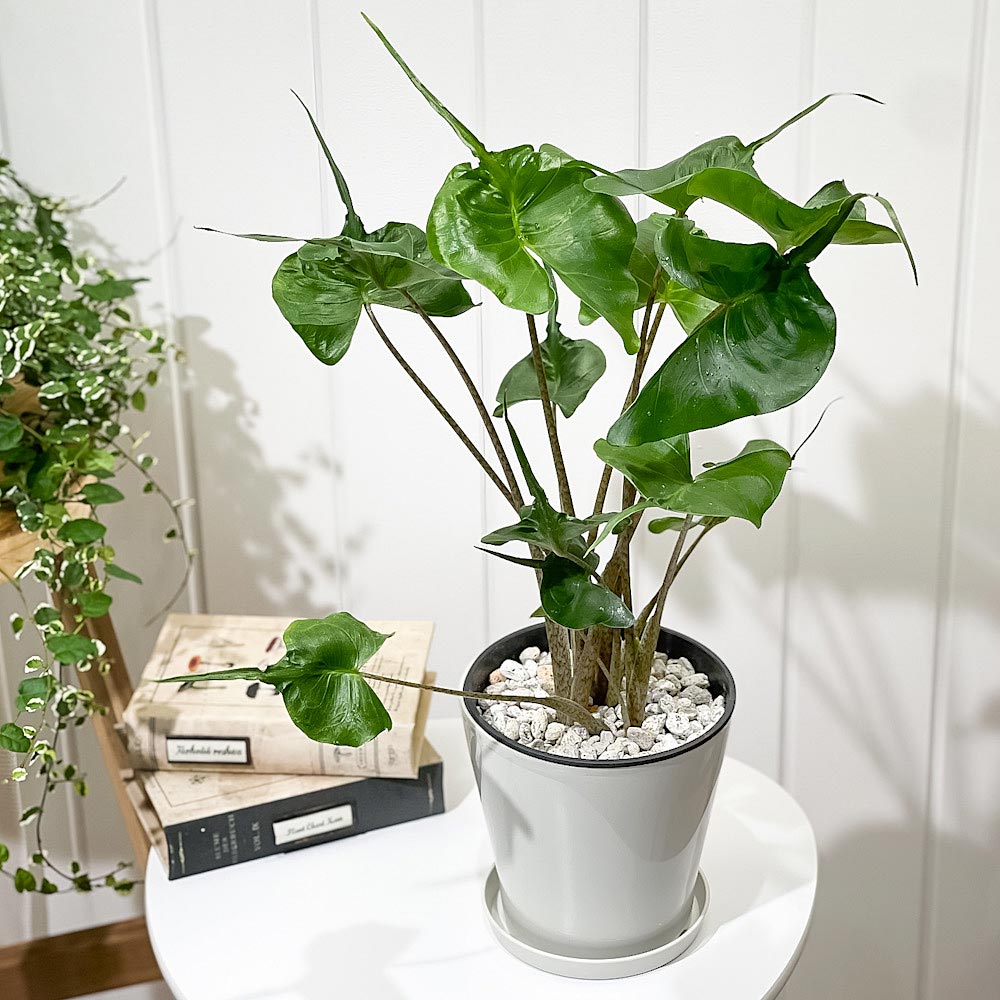 PLANCHU 観葉植物 アロカシア スティングレイ 5号鉢 受け皿付き 育て方説明書付き Alocasia macrorrhizos ‘Stingray’ アロイド