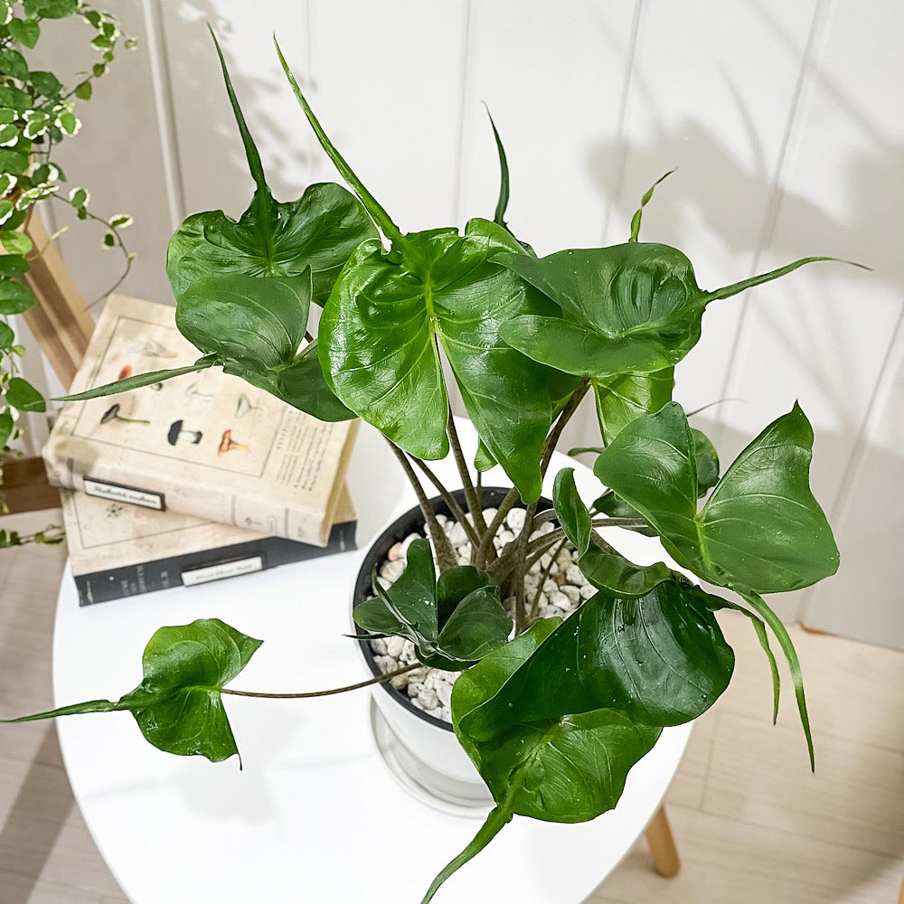 PLANCHU 観葉植物 アロカシア スティングレイ 5号鉢 受け皿付き 育て方説明書付き Alocasia macrorrhizos ‘Stingray’ アロイド