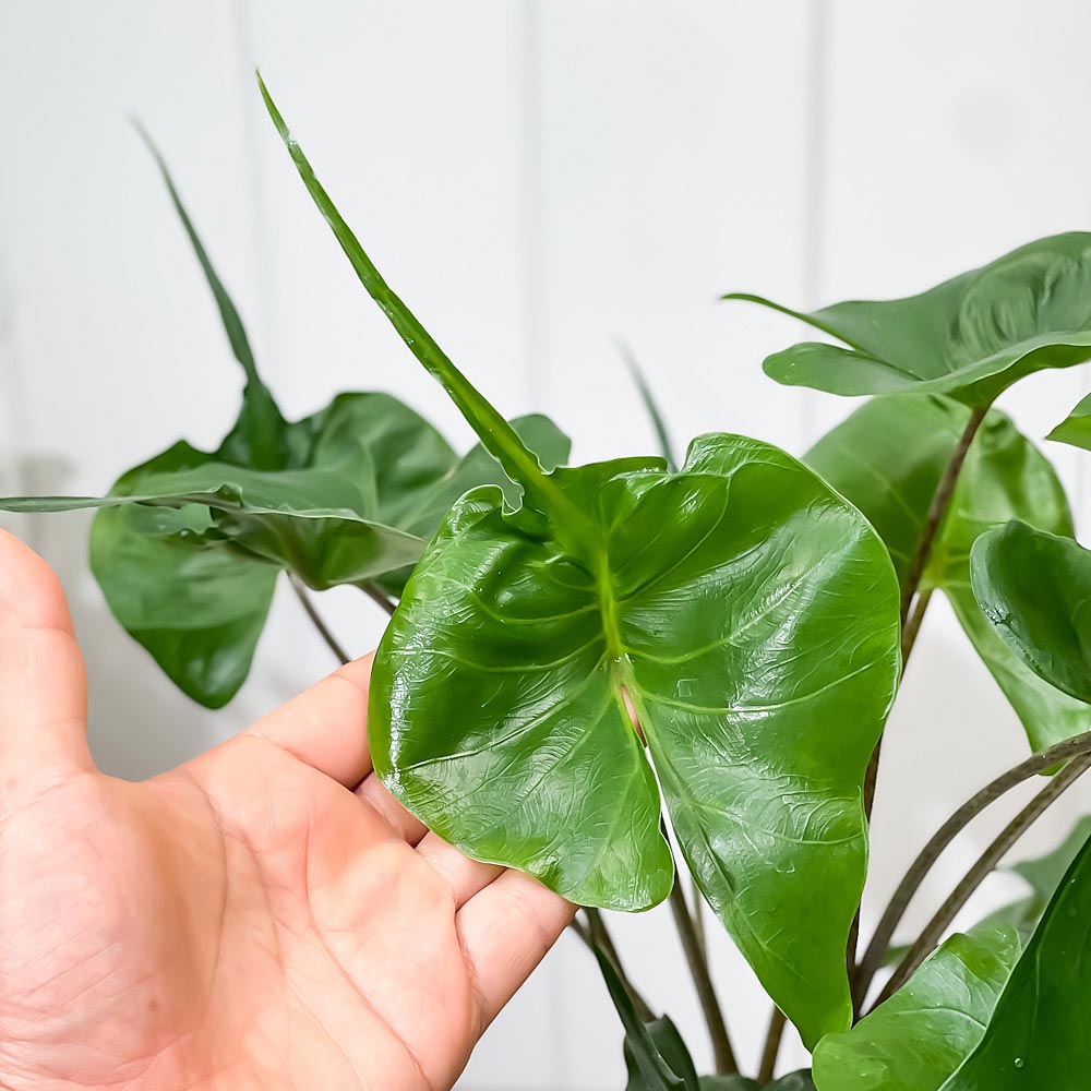 PLANCHU 観葉植物 アロカシア スティングレイ 5号鉢 受け皿付き 育て方説明書付き Alocasia macrorrhizos ‘Stingray’ アロイド