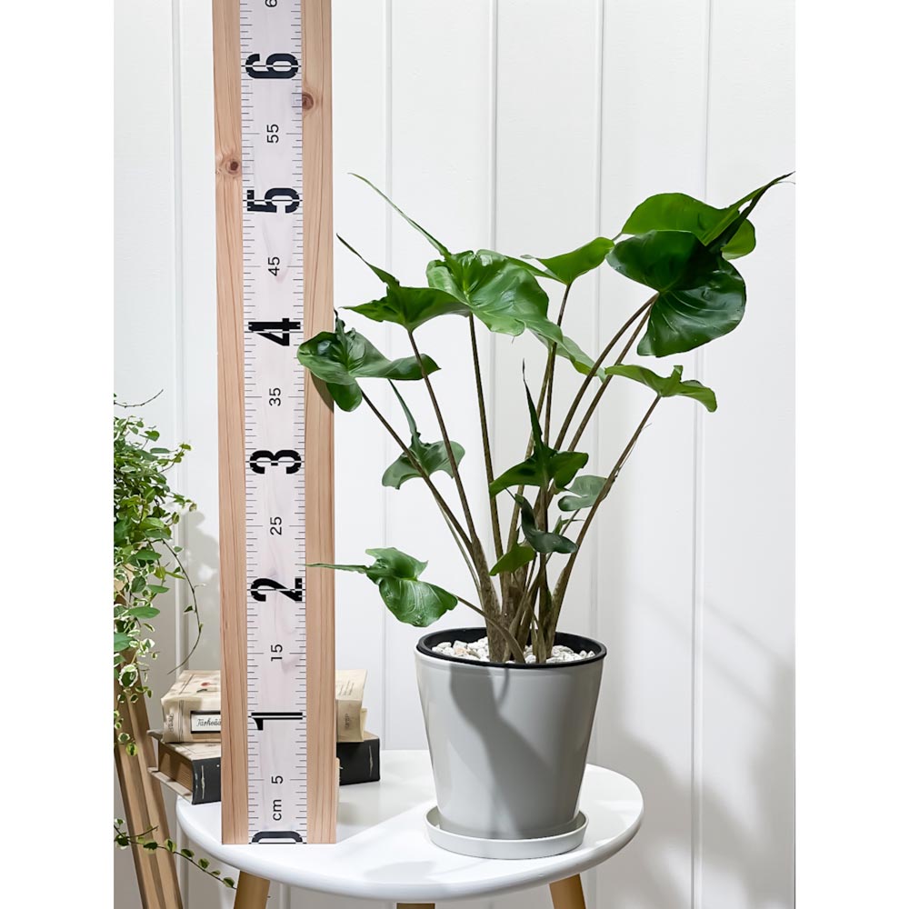 PLANCHU 観葉植物 アロカシア スティングレイ 5号鉢 受け皿付き 育て方説明書付き Alocasia macrorrhizos ‘Stingray’ アロイド