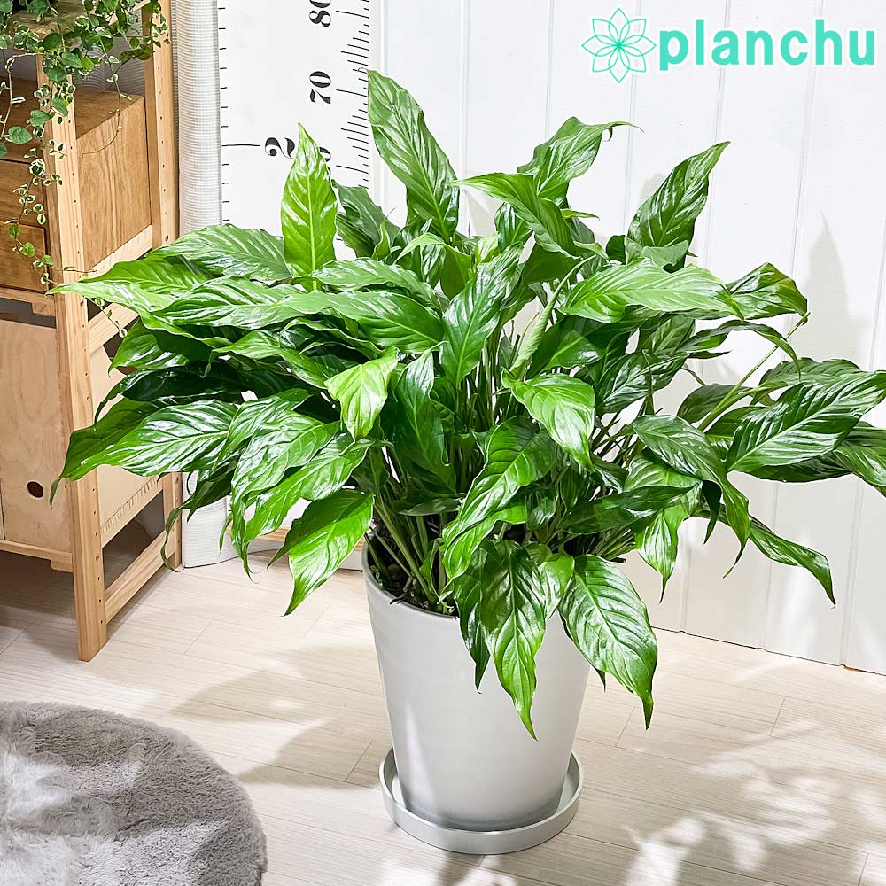 PLANCHU 観葉植物 スパティフィラム 10号鉢 受け皿付き 育て方説明書付き Spathiphyllum アロイド 大株 充実株