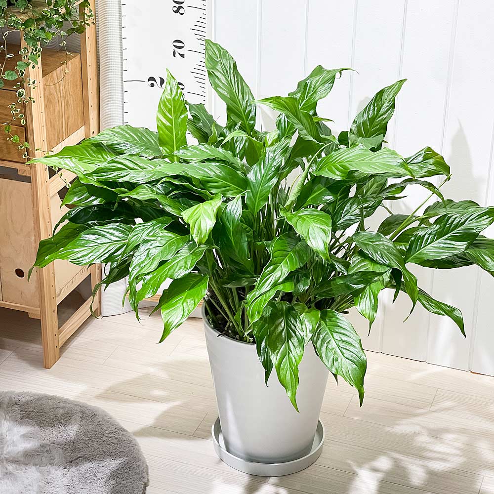 PLANCHU 観葉植物 スパティフィラム 10号鉢 受け皿付き 育て方説明書付き Spathiphyllum アロイド 大株 充実株