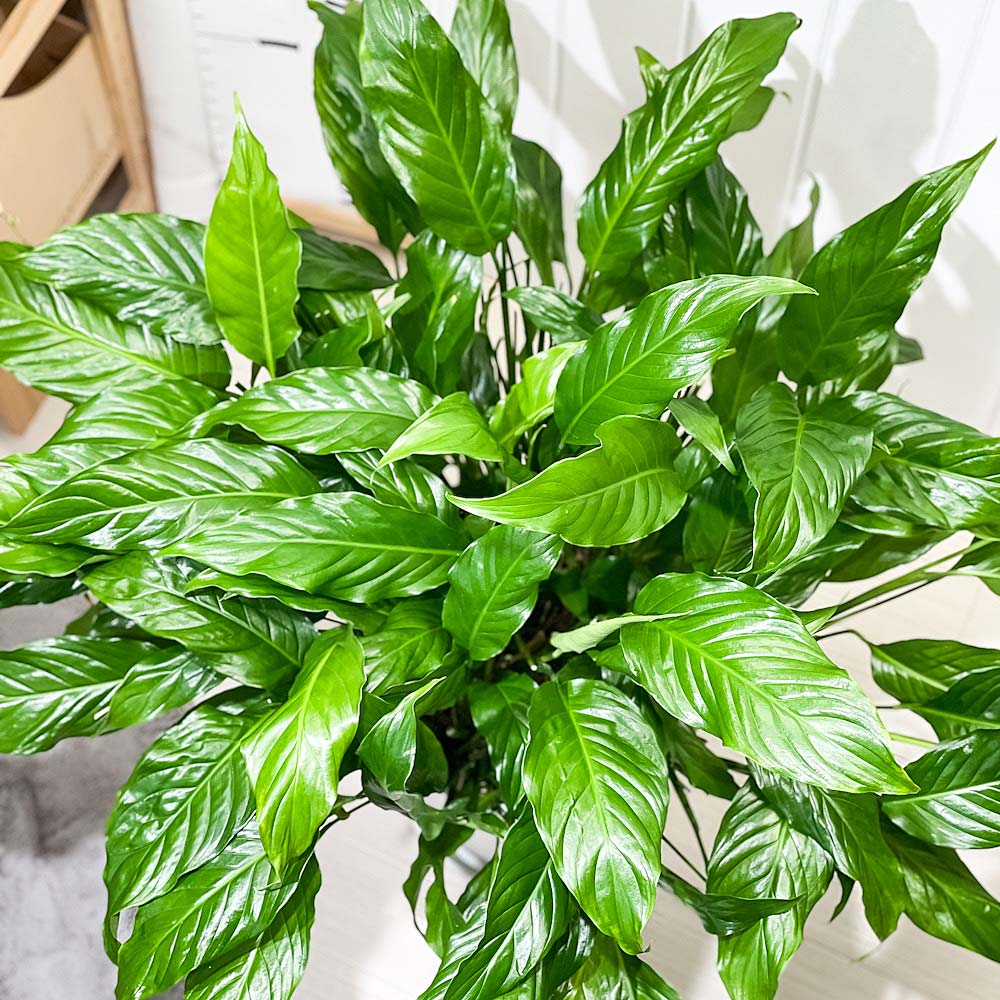 PLANCHU 観葉植物 スパティフィラム 10号鉢 受け皿付き 育て方説明書付き Spathiphyllum アロイド 大株 充実株