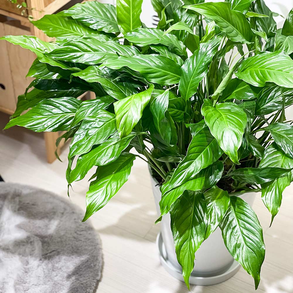 PLANCHU 観葉植物 スパティフィラム 10号鉢 受け皿付き 育て方説明書付き Spathiphyllum アロイド 大株 充実株