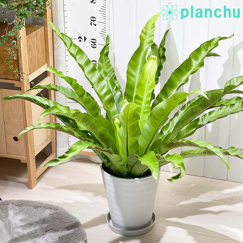PLANCHU 観葉植物 アスプレニウム アンティクム 8号鉢 受け皿付き 育て方説明書付き Asplenium antiquum アンティカム オオタニワタリ シダ植物 大鉢 大株 充実株
