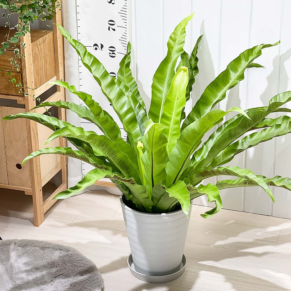 PLANCHU 観葉植物 アスプレニウム アンティクム 8号鉢 受け皿付き 育て方説明書付き Asplenium antiquum アンティカム オオタニワタリ シダ植物 大鉢 大株 充実株