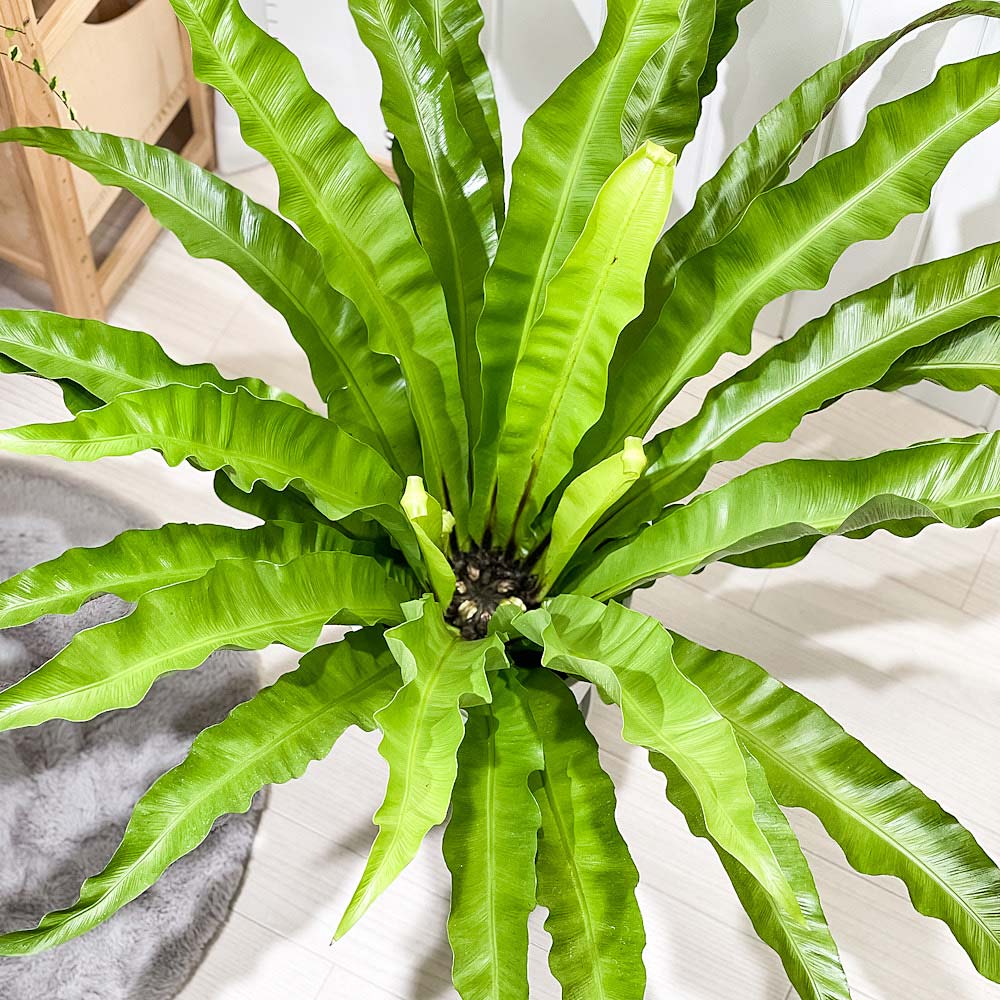 PLANCHU 観葉植物 アスプレニウム アンティクム 8号鉢 受け皿付き 育て方説明書付き Asplenium antiquum アンティカム オオタニワタリ シダ植物 大鉢 大株 充実株