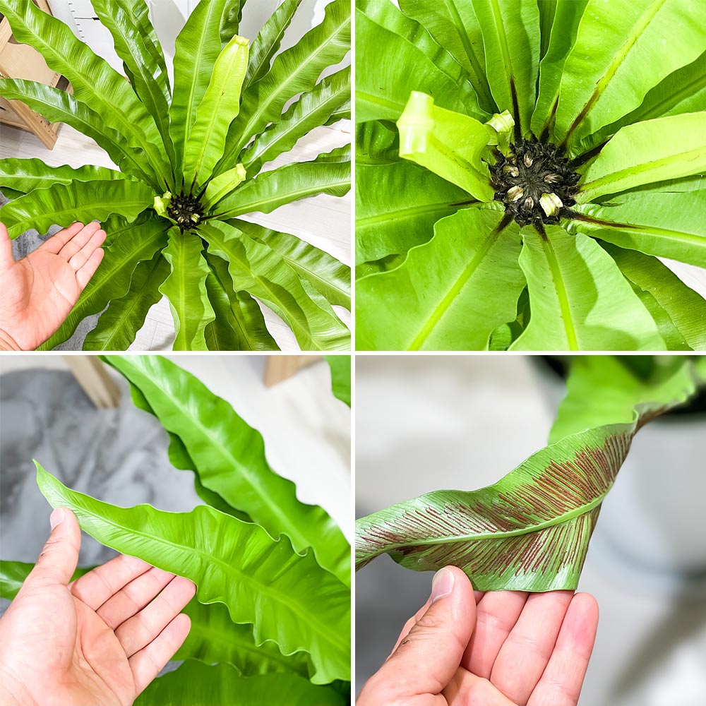 PLANCHU 観葉植物 アスプレニウム アンティクム 8号鉢 受け皿付き 育て方説明書付き Asplenium antiquum アンティカム オオタニワタリ シダ植物 大鉢 大株 充実株